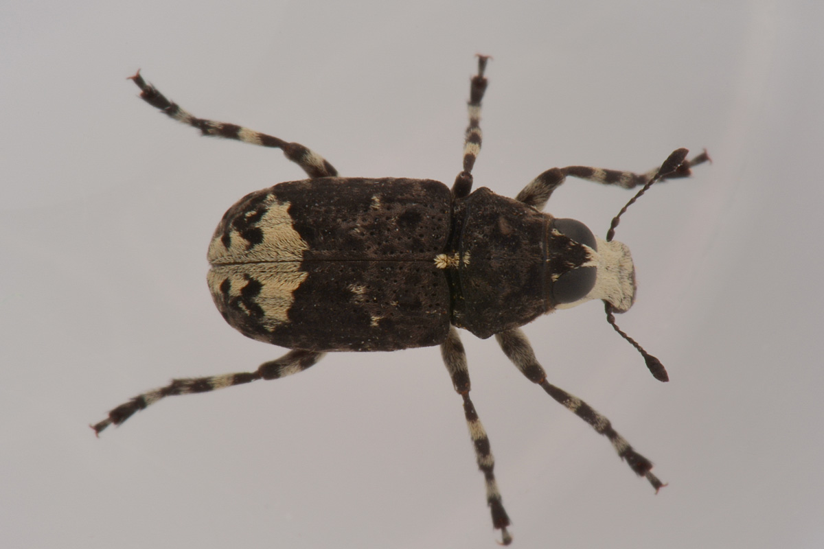 Anthribidae: Tropideres albirostris?  Sì !